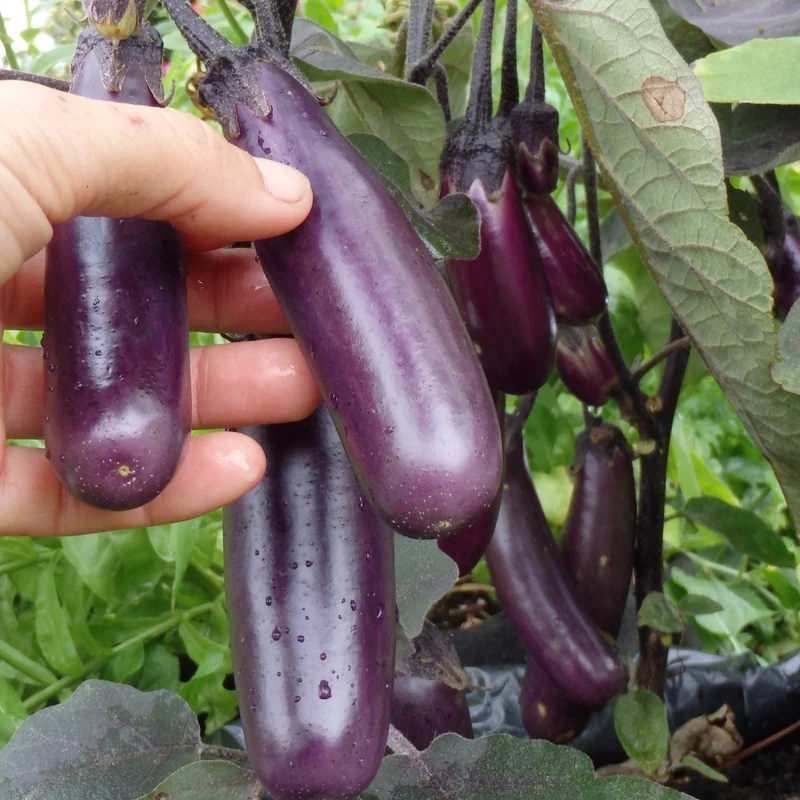 Aubergine ‘Slim Jim’ ( Solanum melongena )