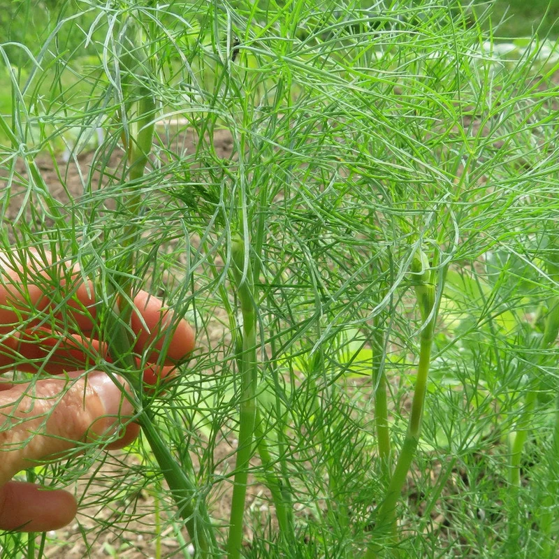Aneth ‘Ella’ ( Anethum graveolens )