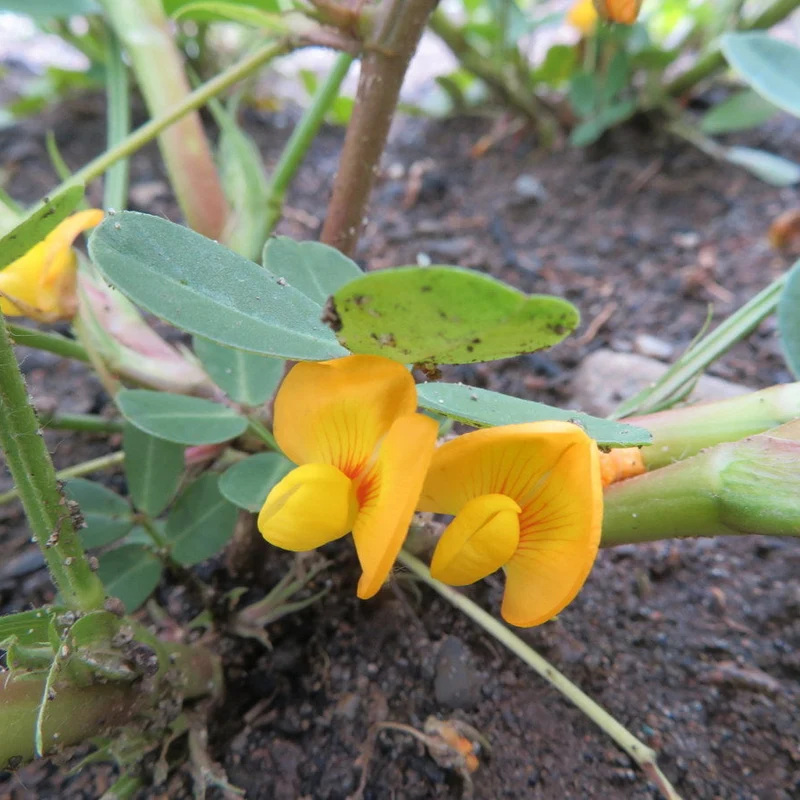 Arachide ‘Valencia’ ( Arachis hypogaea )