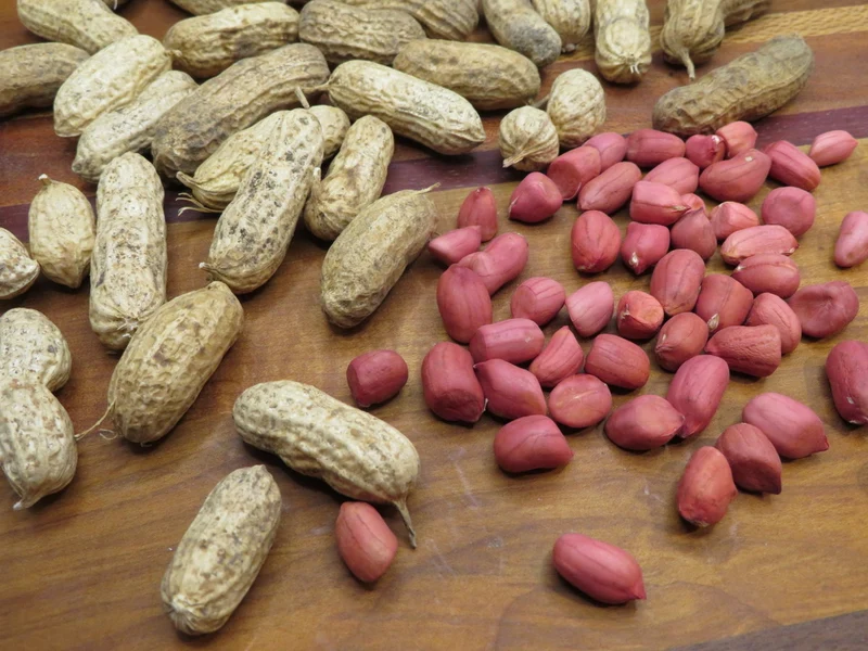 Arachide ‘Valencia’ ( Arachis hypogaea )