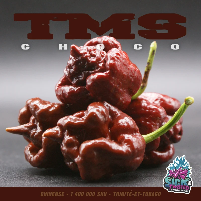Piment fort ‘Scorpion Choco’ ( Capsicum chinense )