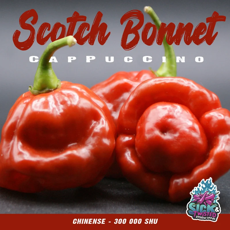 Piment fort ‘Scotch Bonnet Cappuccino’ ( Capsicum chinense )