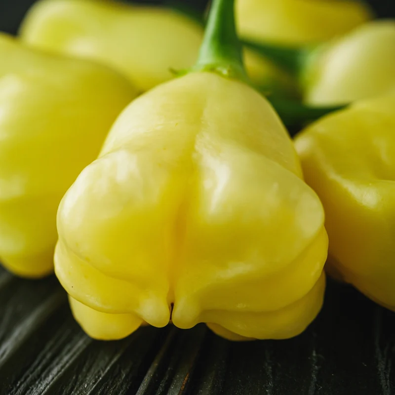 Piment ‘Aji Fantasy’ ( Capsicum baccatum )