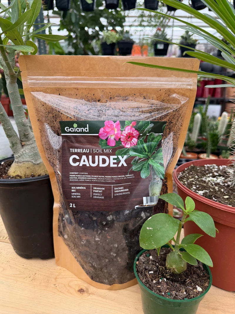 Terreau pour plantes à caudex GAIAND