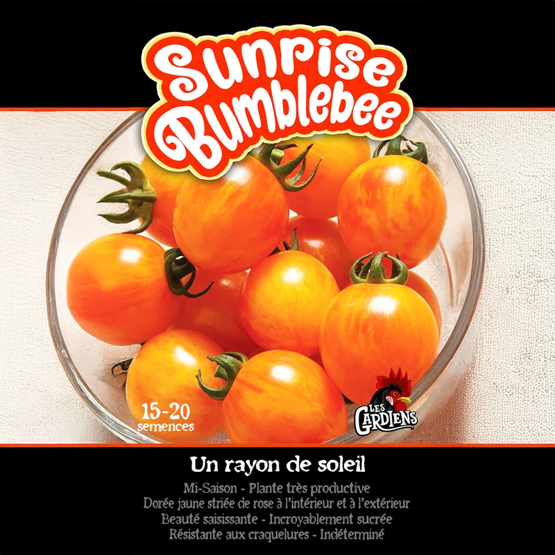 Tomate ‘Sunrise Bumblebee’ ( Solanum lycopersicum )