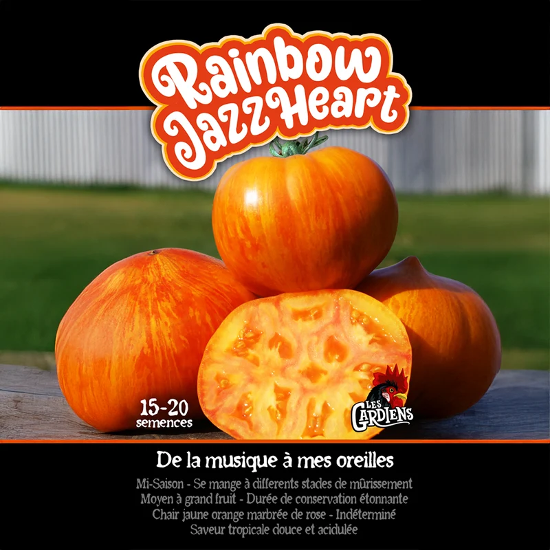 Tomate ‘Rainbow Jazz Heart’ ( Solanum lycopersicum )