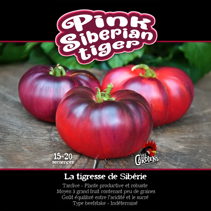 Tomate ‘Pink Siberian Tiger’ ( Solanum lycopersicum )