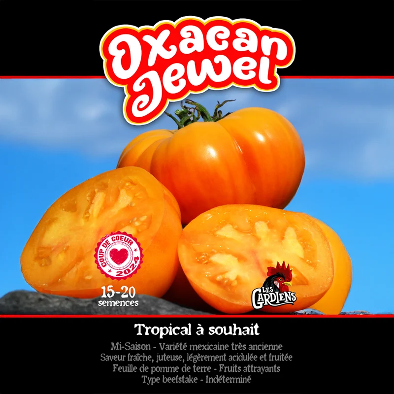 Tomate ‘Oaxacan Jewel’ ( Solanum lycopersicum )