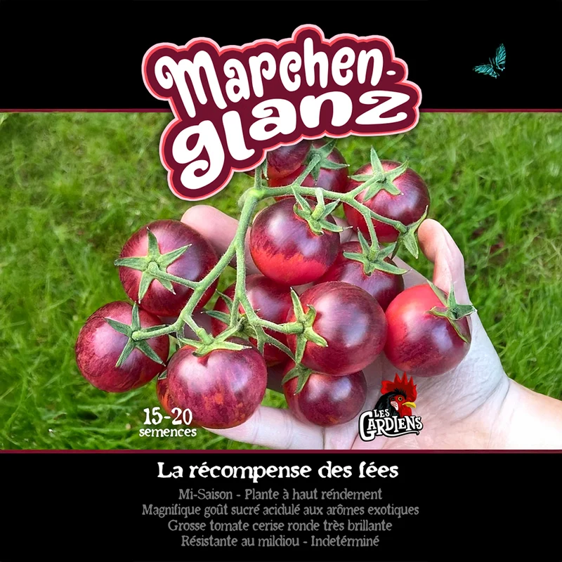Tomate ‘Märchenglanz’ ( Solanum lycopersicum )