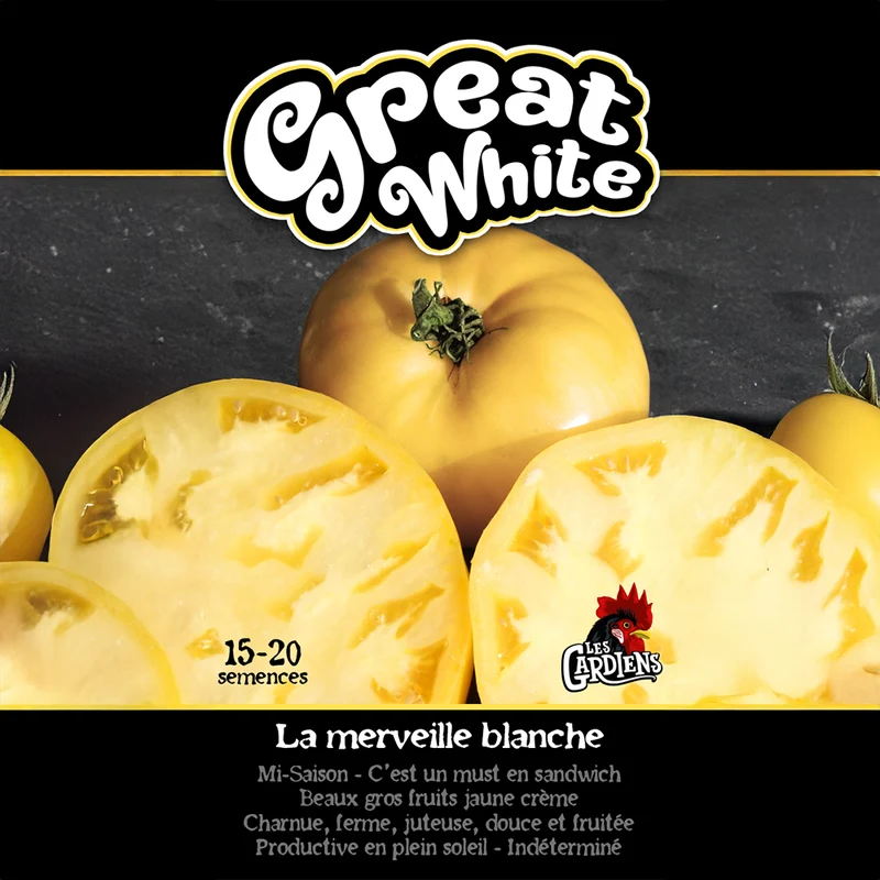 Tomate ‘Great White Blue’ ( Solanum lycopersicum )