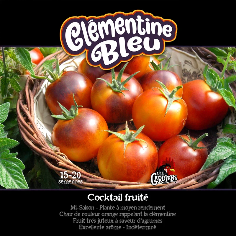 Tomate Clémentine Bleue ‘Clementine Blue’ ( Solanum lycopersicum )