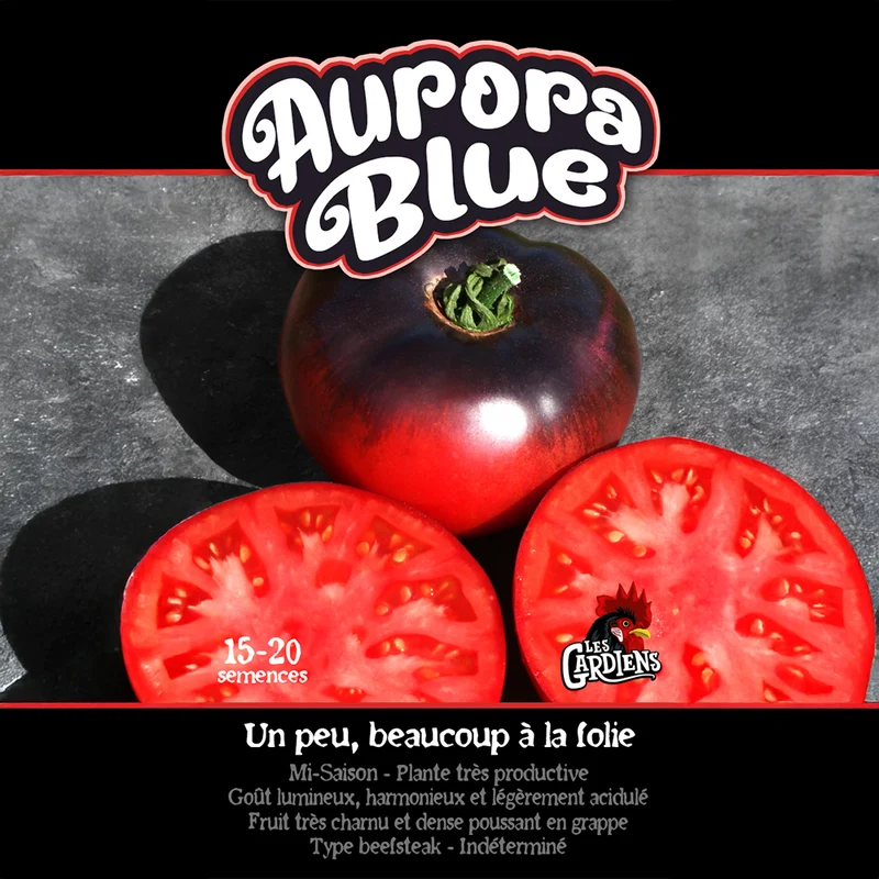 Tomate ‘Aurora Blue’ ( Solanum lycopersicum )