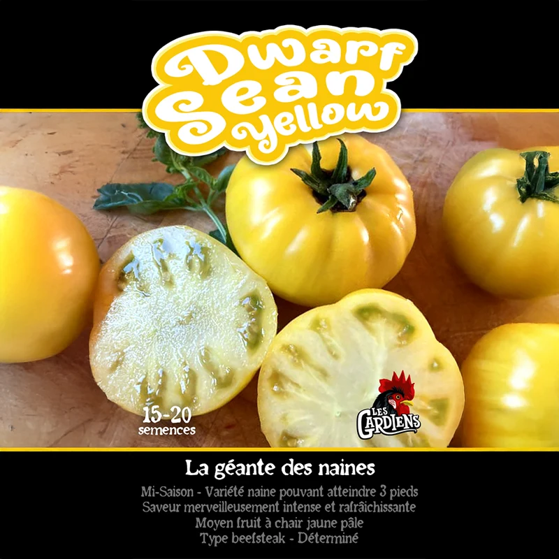 Tomate ‘Sean’s Yellow Dwarf’ ( Solanum lycopersicum )