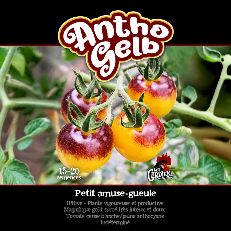 Tomate ‘Antho Gelb’ ( Solanum lycopersicum )