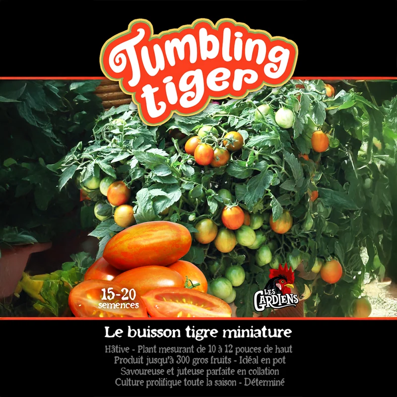Tomate ‘Tumbling Tiger’ ( Solanum lycopersicum )
