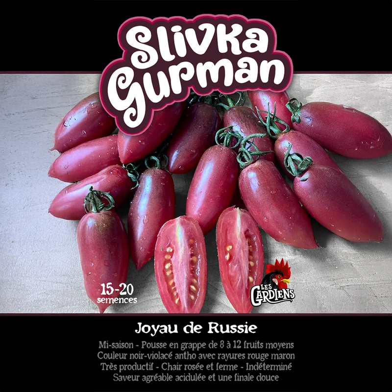Tomate ‘Slivka Gurman’ ( Solanum lycopersicum )