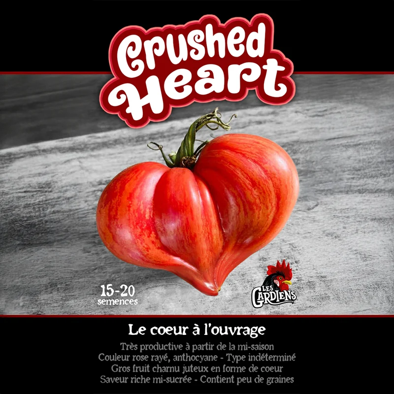 Tomate ‘Crushed Heart’ ( Solanum lycopersicum )