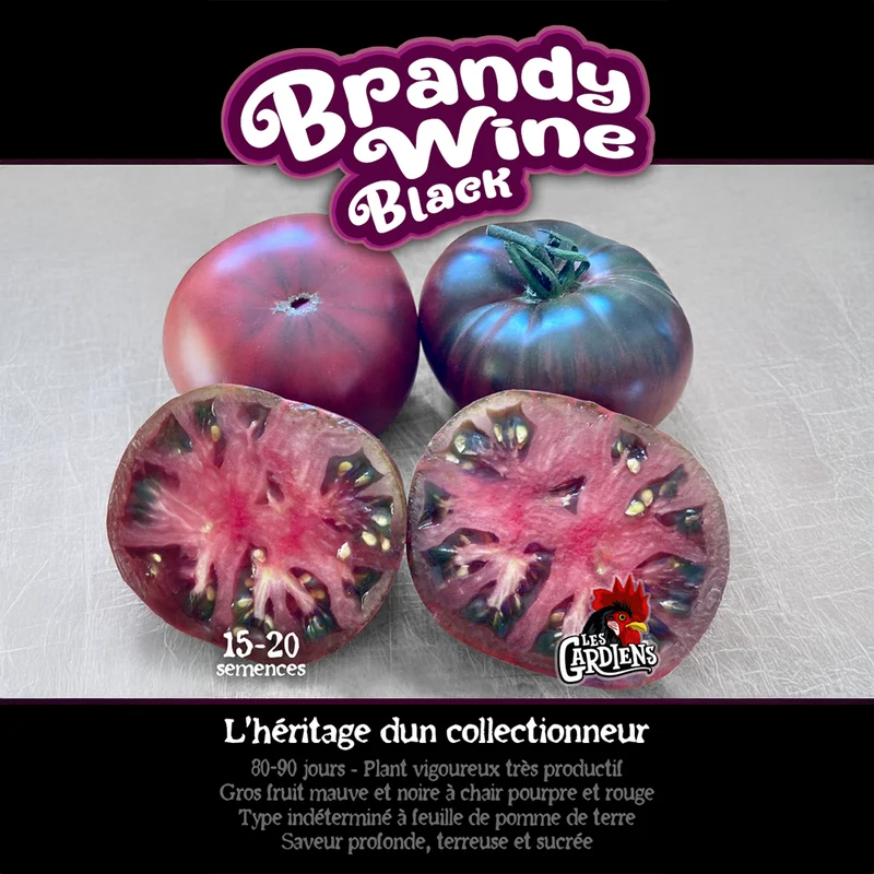 Tomate ‘Brandywine Black’ ( Solanum lycopersicum )