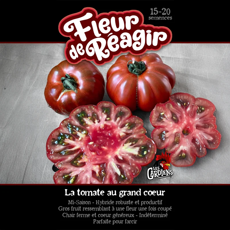 Tomate ‘Fleur de Réagir’ ( Solanum lycopersicum )