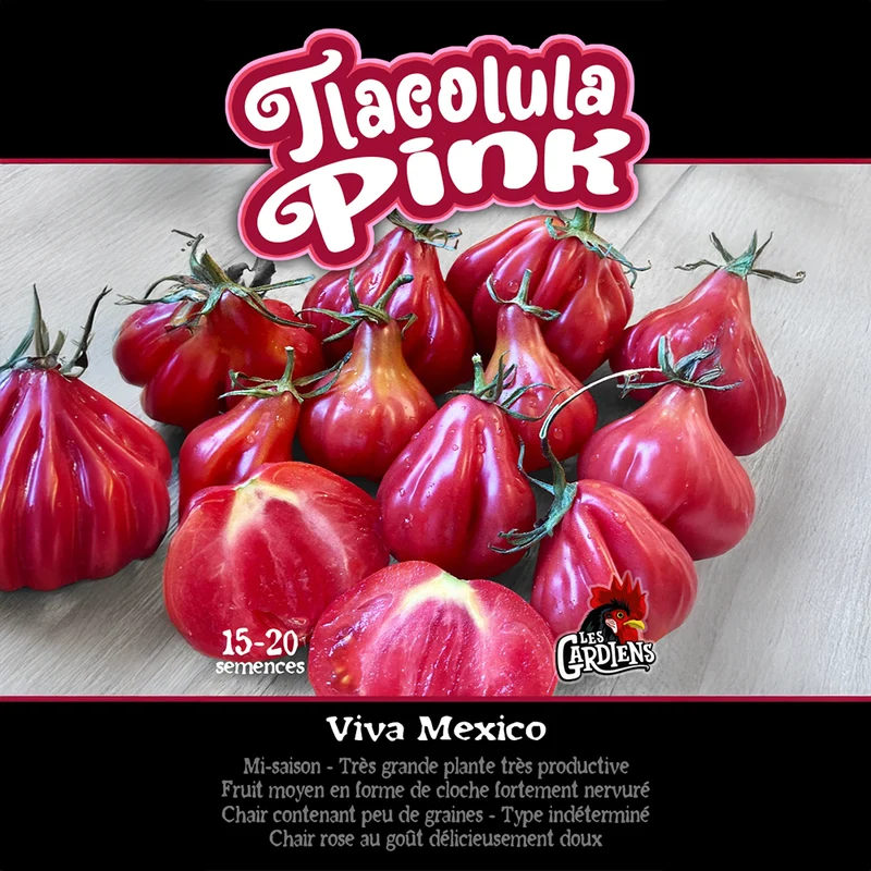 Tomate ‘Tlacolula Pink’ ( Solanum lycopersicum )