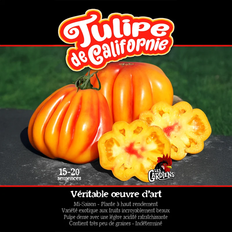 Tomate Tulipe de Californie ‘California Tulip’ ( Solanum lycopersicum )