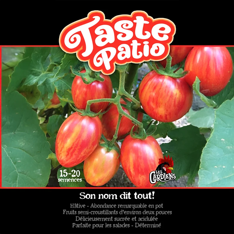 Tomate ‘Taste Patio’ ( Solanum lycopersicum )