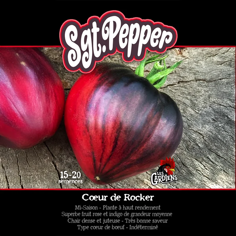 Tomate Sgt. Pepper ‘Sgt. Pepper’s’ ( Solanum lycopersicum )