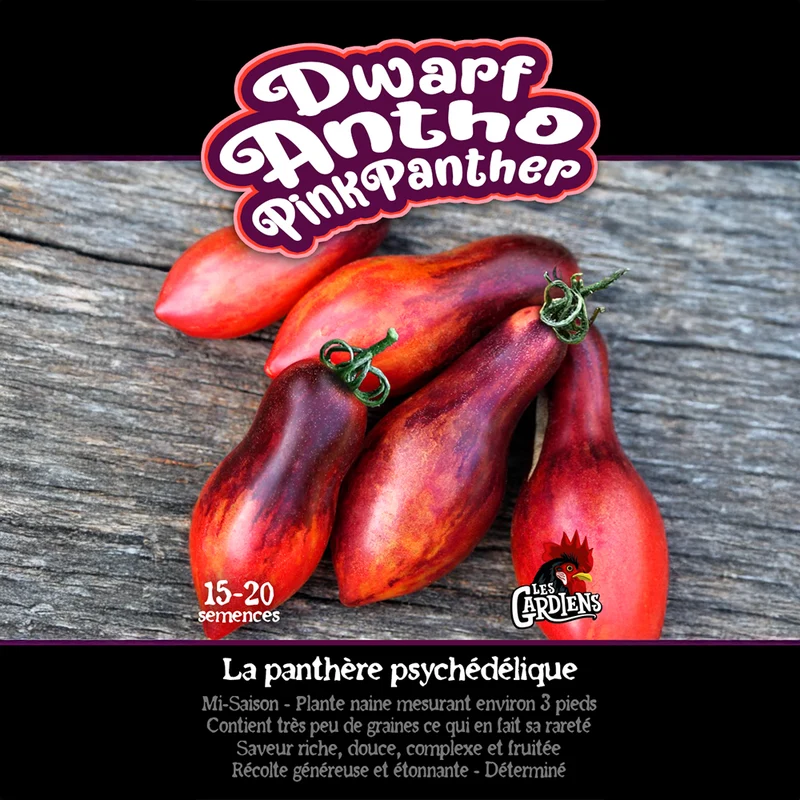 Tomate ‘Dwarf Antho Pink Panther’ ( Solanum lycopersicum )