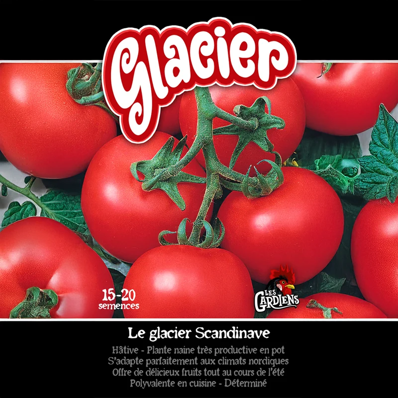 Tomate ‘Glacier’ ( Solanum lycopersicum )