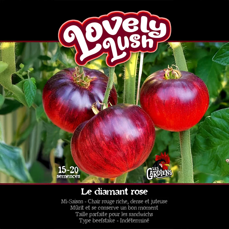 Tomate ‘Lovely Lush’ ( Solanum lycopersicum )