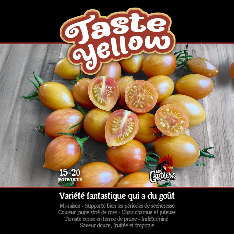 Tomate ‘Taste Yellow’ ( Solanum lycopersicum )