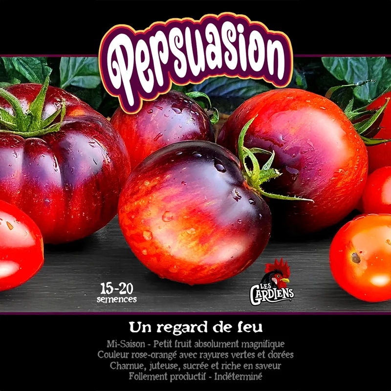 Tomate ‘Persuasion’ ( Solanum lycopersicum )