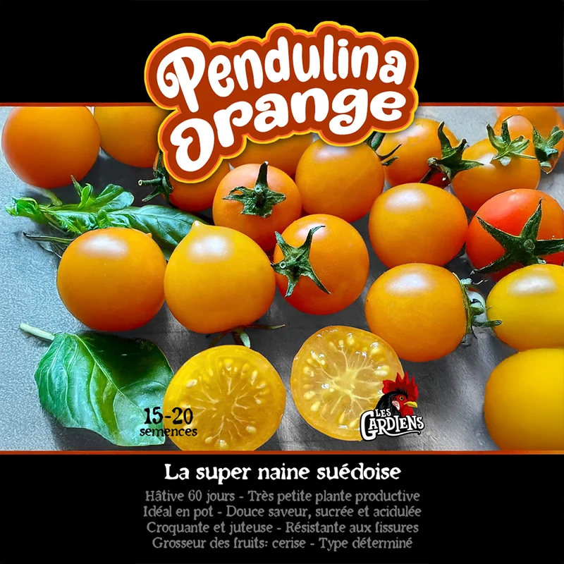 Tomate ‘Pendulina Orange’ ( Solanum lycopersicum )