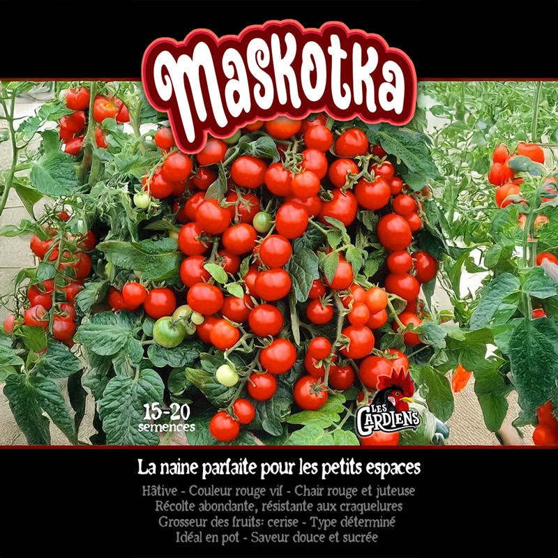 Tomate ‘Maskotka’ ( Solanum lycopersicum )