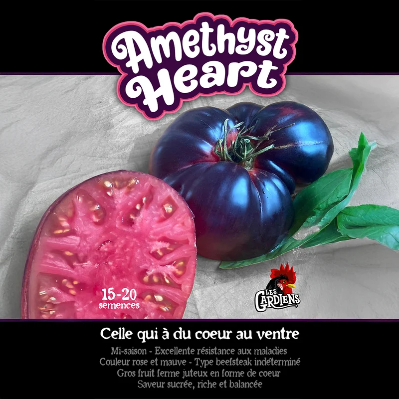 Tomate ‘Amethyst Heart’ ( Solanum lycopersicum )