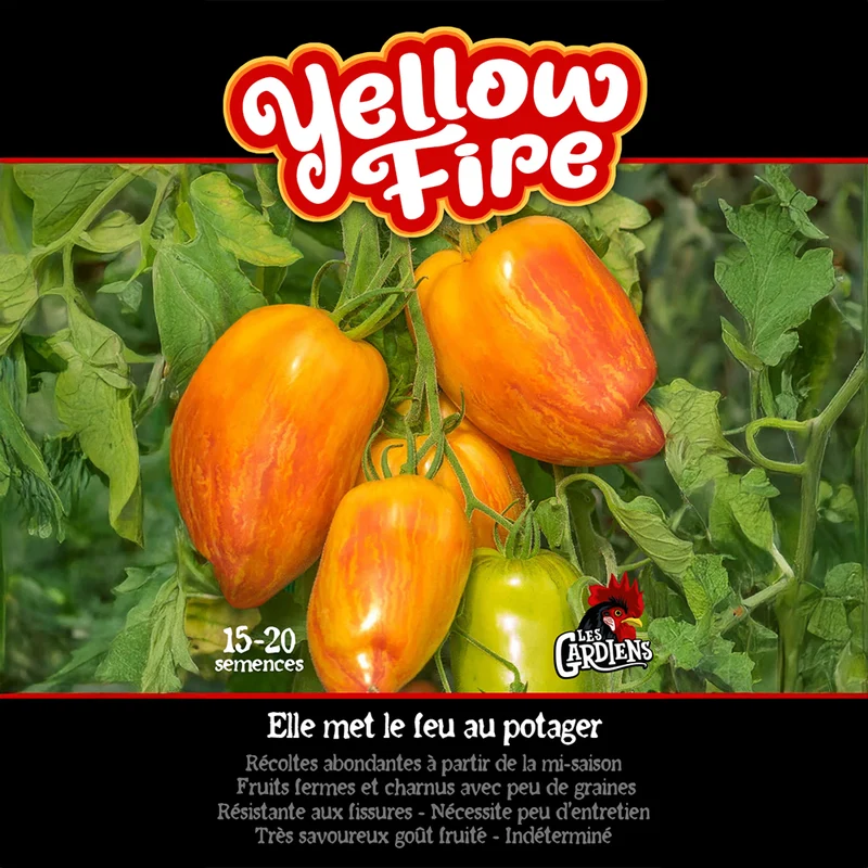 Tomate ‘Yellow Fire’ ( Solanum lycopersicum )