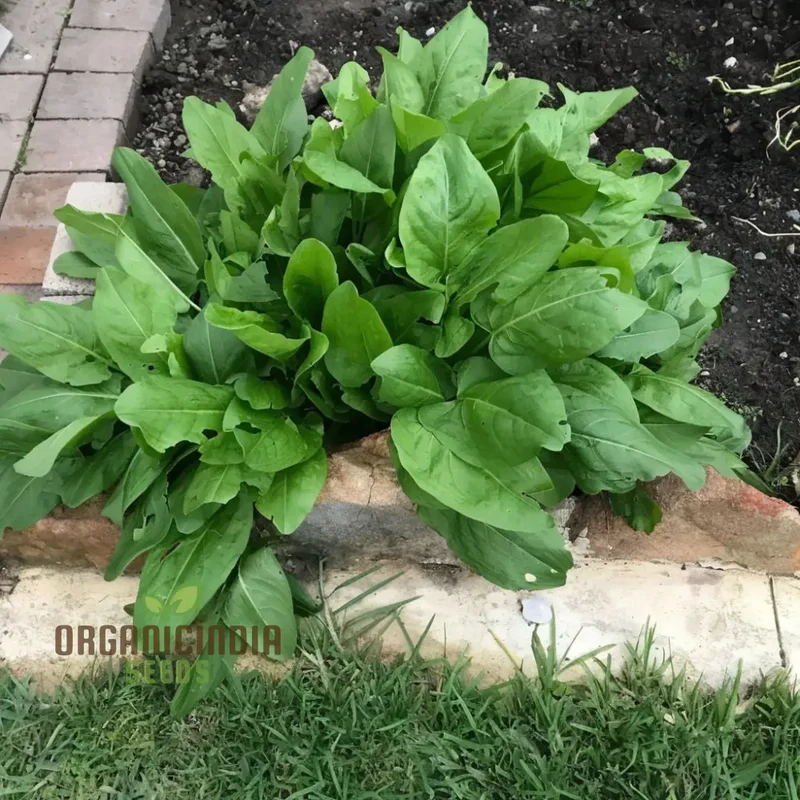 Sorrel (Rumex acetosa) Seeds - Tangy Leaves for Fresh Salads and Culinary Uses