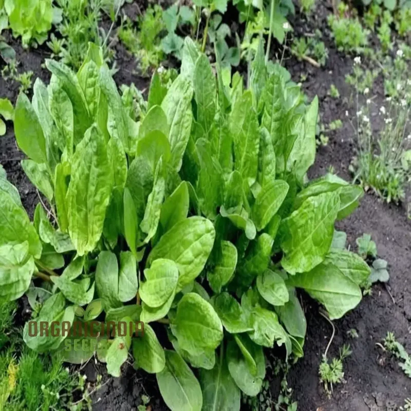 Sorrel (Rumex acetosa) Seeds - Tangy Leaves for Fresh Salads and Culinary Uses