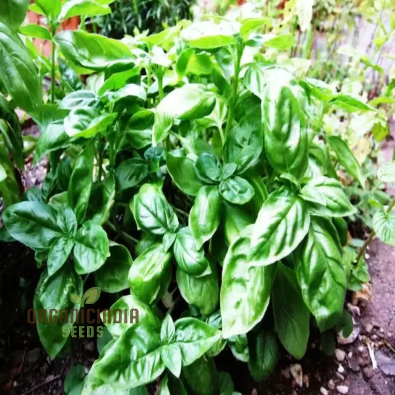 Sorrel (Rumex acetosa) Seeds - Tangy Leaves for Fresh Salads and Culinary Uses
