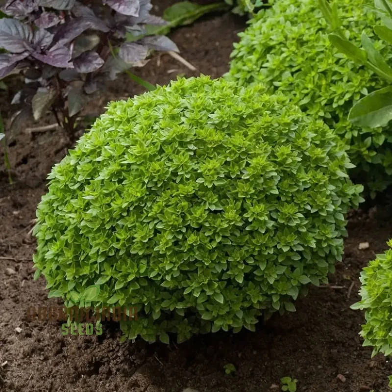 Dwarf Greek Basil Seeds – Compact Aromatic Herb for Home Gardening & Culinary Use