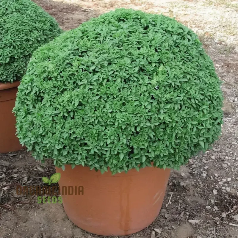 Dwarf Greek Basil Seeds – Compact Aromatic Herb for Home Gardening & Culinary Use