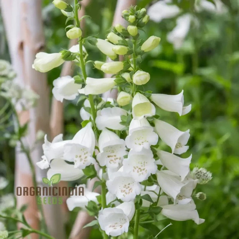 Foxglove ALBA White Flower Seeds For Planting - Premium Foxglove Seeds for Stunning Garden Blooms