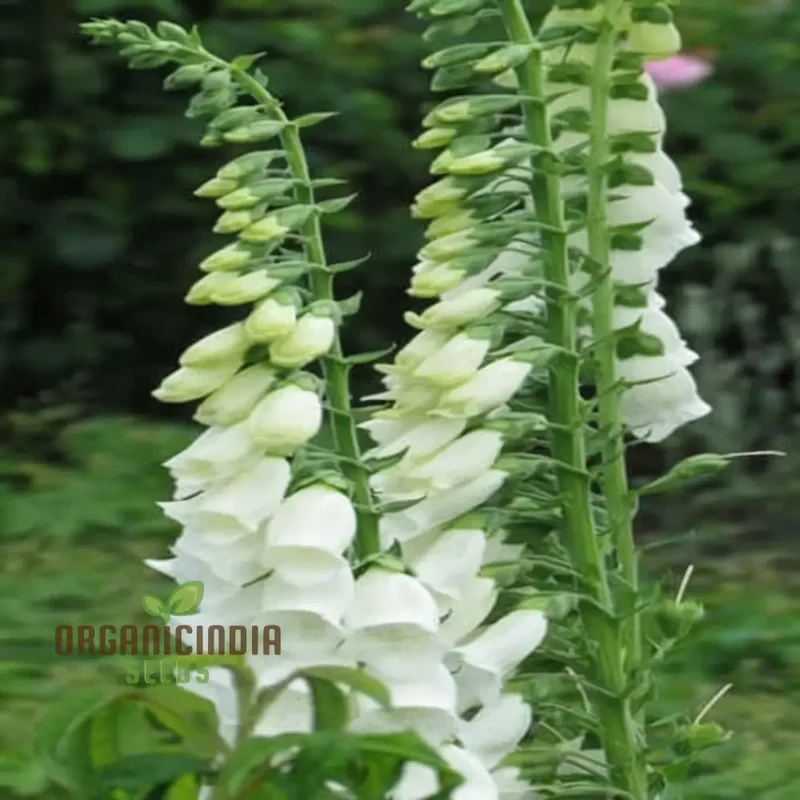 Foxglove ALBA White Flower Seeds For Planting - Premium Foxglove Seeds for Stunning Garden Blooms
