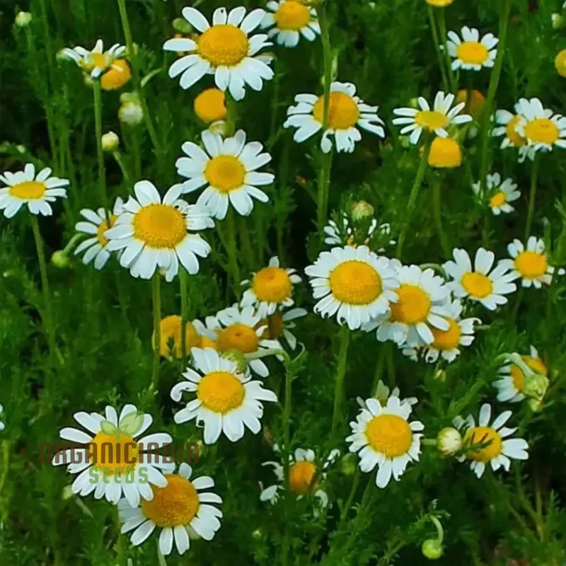 Chamomile Seeds – Anthemis Nobilis – Calming Aromatic Herb for Garden Planting