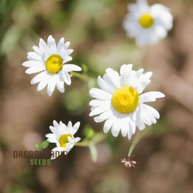 Chamomile Seeds – Anthemis Nobilis – Calming Aromatic Herb for Garden Planting