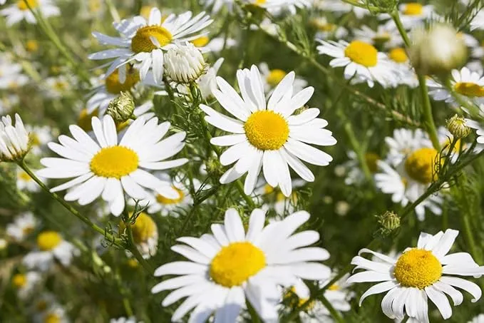 Chamomile Seeds – Anthemis Nobilis – Calming Aromatic Herb for Garden Planting