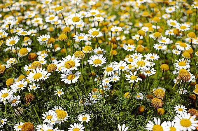 Chamomile Seeds – Anthemis Nobilis – Calming Aromatic Herb for Garden Planting