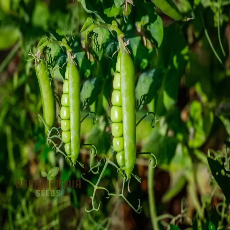 Sugar Snap Pea Seeds for Planting, Ideal for Vegetable Gardening and Home Gardens