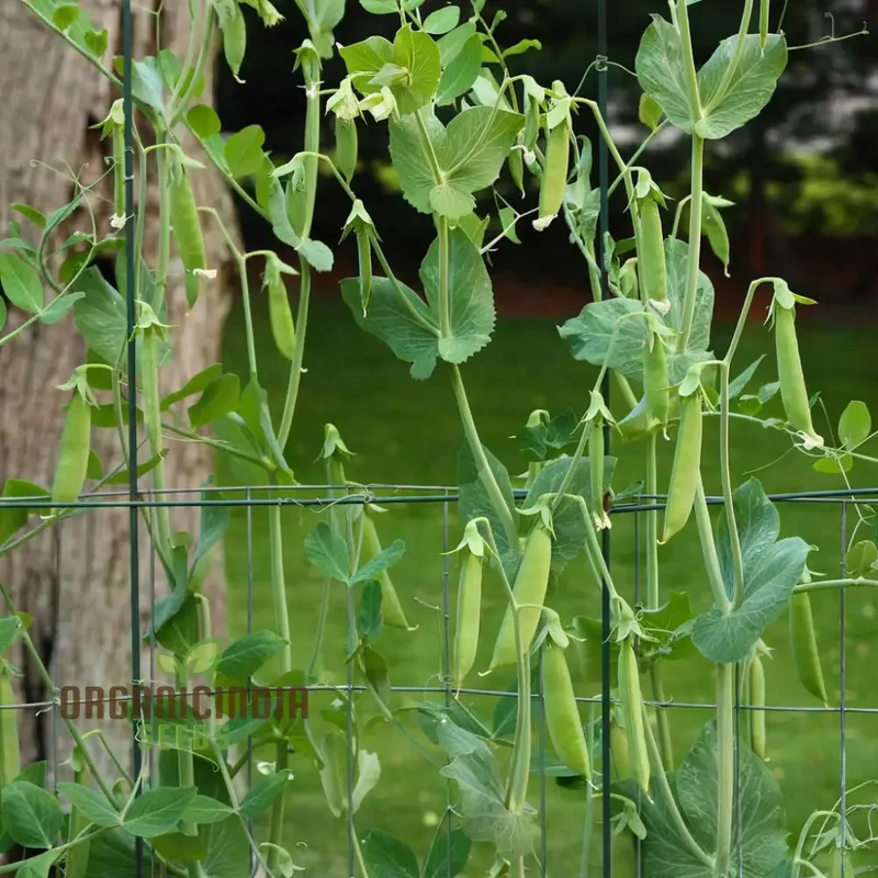 Sugar Snap Pea Seeds for Planting, Ideal for Vegetable Gardening and Home Gardens