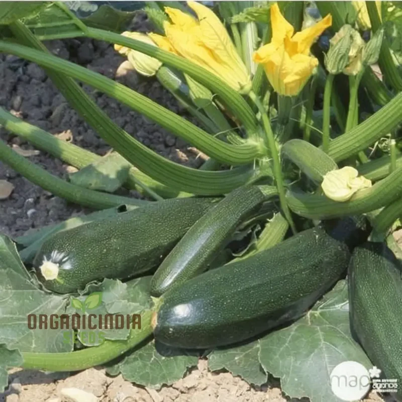 Ambassador Courgette Seeds - High-Yielding Variety for Delicious Homegrown Zucchini